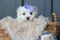 PENNY, a female Maltese for sale in Baltic, OH – 6 of 10