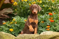 DOLLY, a female Doberman Pinscher for sale in Baltic, OH – 1 of 10
