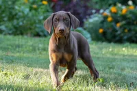 GEMMA, a female Doberman Pinscher for sale in Baltic, OH – 2 of 6
