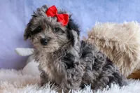 NORMAN, a male Bichpoo for sale in Baltic, OH – 2 of 9