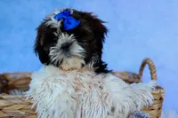 RANDY, a male Shih Tzu for sale in Baltic, OH – 3 of 9