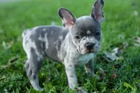 MINDY, a male Frenchton for sale in Baltic, OH – 2 of 9