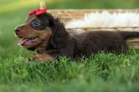 MURPHY, a male Miniature Dachshund for sale in Baltic, OH – 4 of 10