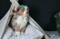 SAMMY, a male Miniature Australian Shepherd for sale in Baltic, OH – Photo 8 of 10