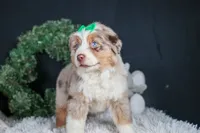 SAMMY, a male Miniature Australian Shepherd for sale in Baltic, OH – Photo 2 of 10