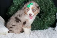 SAMMY, a male Miniature Australian Shepherd for sale in Baltic, OH – Photo 7 of 10