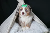 SAMMY, a male Miniature Australian Shepherd for sale in Baltic, OH – Photo 1 of 10