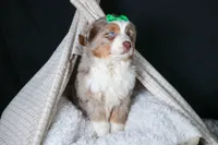 SAMMY, a male Miniature Australian Shepherd for sale in Baltic, OH – Photo 10 of 10