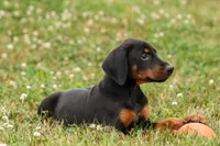 DIESEL, a male Doberman Pinscher for sale in Baltic, OH – 2 of 10