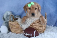 DEXTER, a male Labrador Retriever for sale in Baltic, OH – Photo 6 of 10