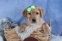 DEXTER, a male Labrador Retriever for sale in Baltic, OH – Photo 7 of 10