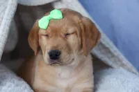 DEXTER, a male Labrador Retriever for sale in Baltic, OH – Photo 5 of 10