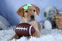 DEXTER, a male Labrador Retriever for sale in Baltic, OH – Photo 1 of 10
