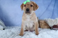 DEXTER, a male Labrador Retriever for sale in Baltic, OH – Photo 4 of 10