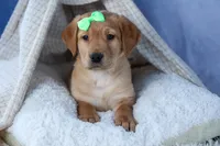 DEXTER, a male Labrador Retriever for sale in Baltic, OH – Photo 9 of 10