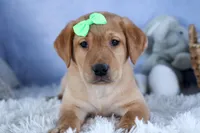 DEXTER, a male Labrador Retriever for sale in Baltic, OH – Photo 3 of 10