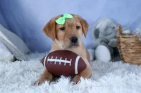 DEXTER, a male Labrador Retriever for sale in Baltic, OH – Photo 2 of 10