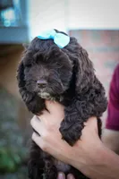COCO, a male Cavapoo for sale in Baltic, OH – 2 of 10