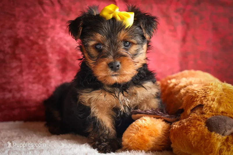 DIESEL – Yorkshire Terrier puppy for sale in Baltic, OH