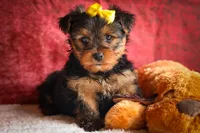 DIESEL, a male Yorkshire Terrier for sale in Baltic, OH – 1 of 10
