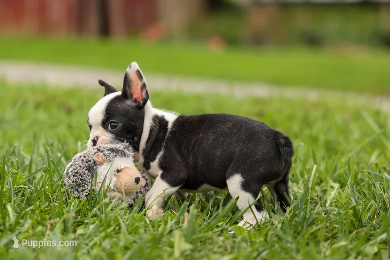 BONNIE – Frenchton puppy for sale in Baltic, OH