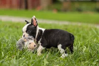BONNIE, a female Frenchton for sale in Baltic, OH – 1 of 10