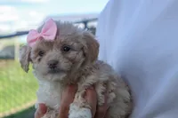 OREO, a male Havapoo for sale in Baltic, OH – 9 of 10