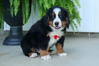 SPIKE, a male Bernese Mountain Dog for sale in Baltic, OH – 8 of 10