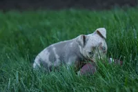 MOLLY, a female Miniature Pinscher for sale in Baltic, OH – 7 of 10