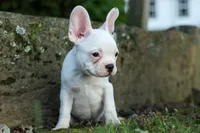 MOLLY, a male Frenchton for sale in Baltic, OH – 5 of 9