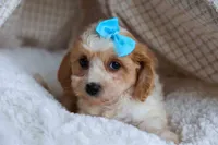 RUSTY, a male Cavachon for sale in Baltic, OH – 5 of 8