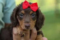 MURPHY, a male Miniature Dachshund for sale in Baltic, OH – 7 of 10