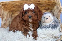 RHODA, a female Cavapoo for sale in Baltic, OH – 9 of 10