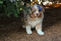 LEO, a male Miniature American Shepherd for sale in Baltic, OH – 5 of 10