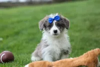 NOAH, a male Pembroke Welsh Corgi and Poodle - Miniature  for sale in Baltic, OH – 4 of 10