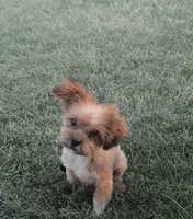 RILEY, a male Shorkie for sale in Baltic, OH – 3 of 4