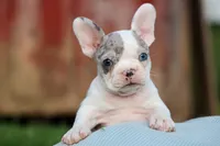 MARLEY, a male Frenchton for sale in Baltic, OH – 8 of 10