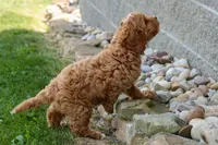 NELLIE, a female Cavapoo for sale in Baltic, OH – 2 of 9