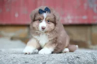 LUCKY, a male Miniature American Shepherd for sale in Baltic, OH – 3 of 9