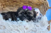 SADIE, a female Shih Tzu for sale in Baltic, OH – 6 of 10