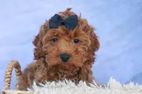ROMEO, a male Cavapoo for sale in Baltic, OH – 10 of 10