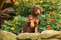 DOLLY, a female Doberman Pinscher for sale in Baltic, OH – 5 of 10