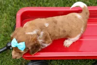 OLIVER, a male Miniature Dachshund for sale in Baltic, OH – 9 of 10