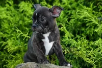 MAX, a male Frenchton for sale in Baltic, OH – 5 of 10