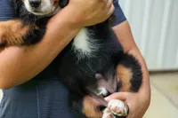 SOPHIE, a female Bernese Mountain Dog for sale in Baltic, OH – 10 of 10