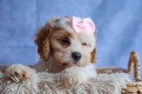 RACHEL, a female Cavachon for sale in Baltic, OH – 7 of 10
