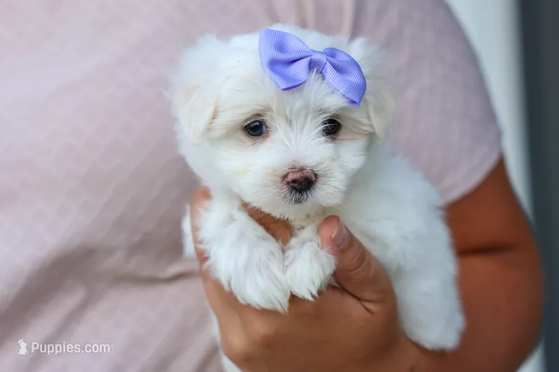 PENNY – Maltese puppy for sale in Baltic, OH