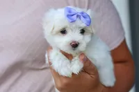 PENNY, a female Maltese for sale in Baltic, OH – 1 of 10