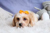ROMEO, a male Cavachon for sale in Baltic, OH – 10 of 10