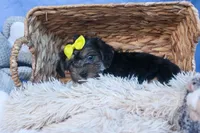 MILO, a male Bichon Frise and Yorkshire Terrier for sale in Baltic, OH – Photo 10 of 10